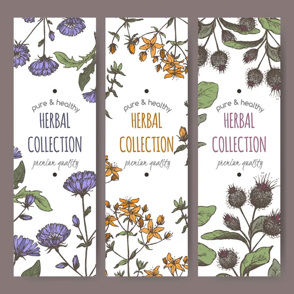 Three color vector labels with burdock, chicory, saint john wort — Stock Vector