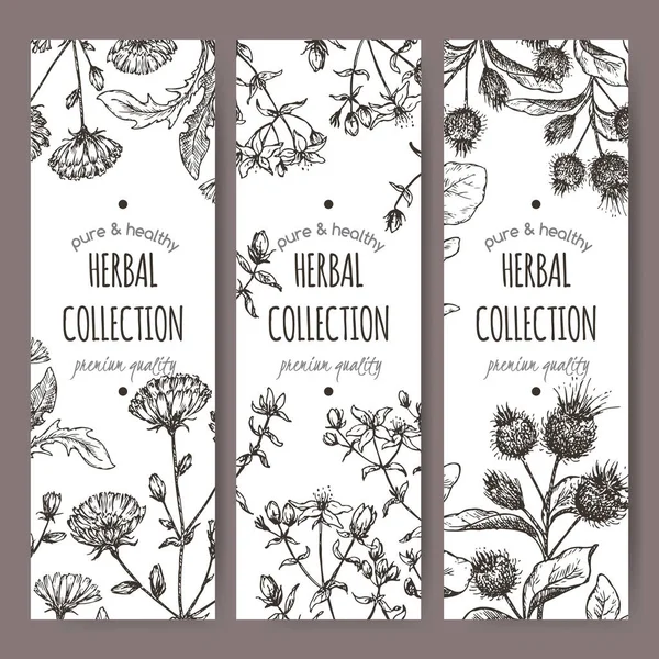 Three vector labels with burdock, chicory, saint john wort — Stock Vector