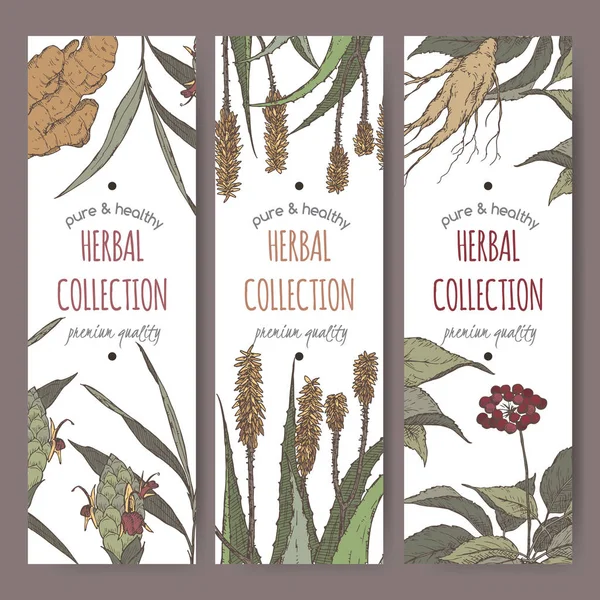 Three color vector herbal tea labels with ginger, aloe and ginseng — Stock Illustration Three color vector herbal tea labels with ginger, aloe and ginseng Vector Graphics