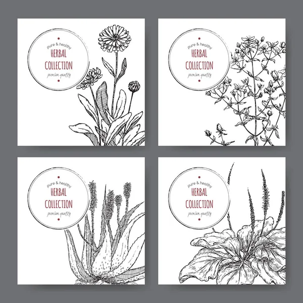 Quatre étiquettes à base de plantes — Image vectorielle