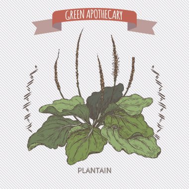 Dar Binbaşı aka geniş yapraklı muz veya fleawort Renk eskiz