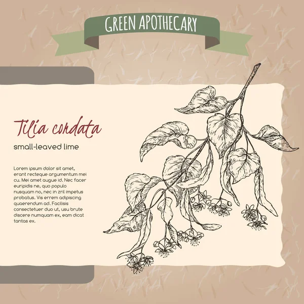 Tilia cordata aka μικρά φύλλα λάιμ ή linden σκίτσο. — Διανυσματικό Αρχείο