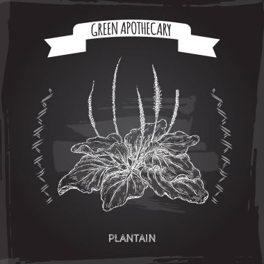 Dar büyük aka geniş yapraklı muz veya fleawort kroki yazı tahtası arka plan