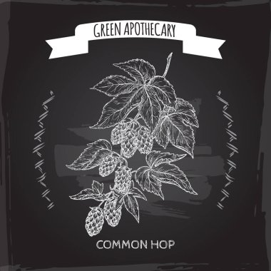 Şerbetçi otu aka ortak hop blackboard özgeçmişlerine kroki.