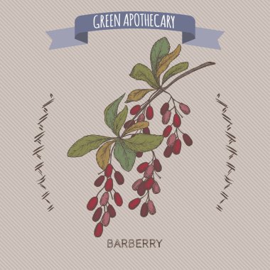 Renk Berberis vulgaris aka ortak kızamık kroki.