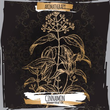 Zarif siyah dantel zemin üzerine tarçın kroki.