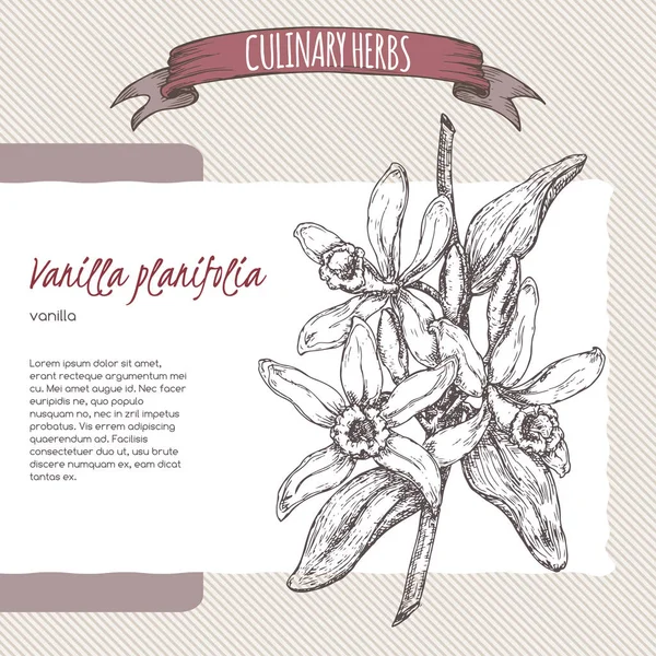 Vanilla vetor desenhado à mão esboço. Coleta de ervas culinárias . — Vetor de Stock