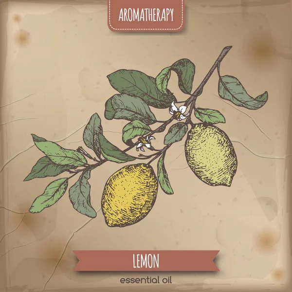 Citrus limon aka citron branche couleur croquis sur fond vintage . — Image vectorielle