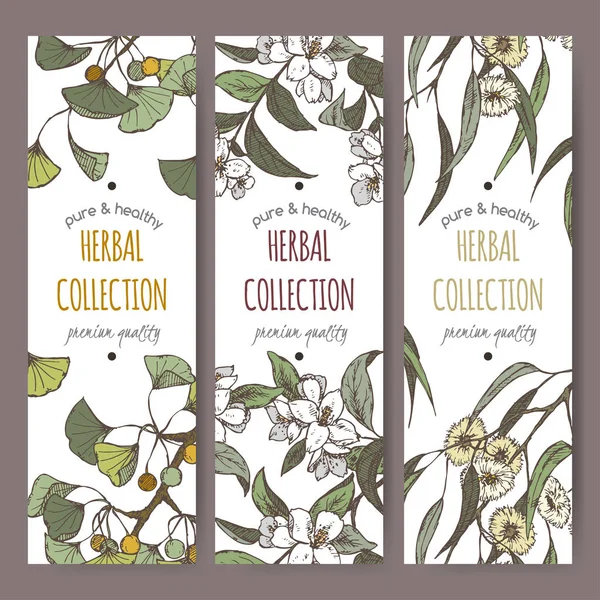 Três etiquetas coloridas com Ginkgo, jasmim e eucalipto em branco . — Vetor de Stock