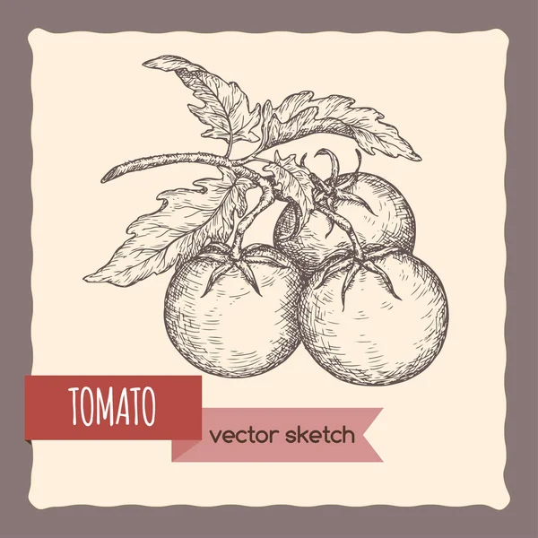 Свіжі помідори на гілці намальований ескіз . — стоковий вектор
