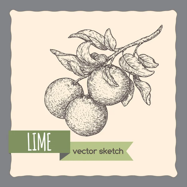 Frische Limettenfrüchte auf einem Zweig handgezeichnete Skizze. — Stockvektor