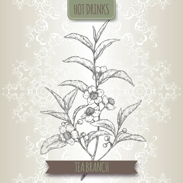 Planta de té aka té Camellia sinensis ramas con hojas y flores . — Vector de stock