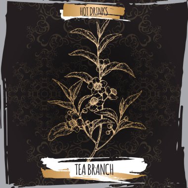 Çay bitki aka çay Camellia sinensis dalları yaprak ve çiçek ile siyah arka plan üzerine.