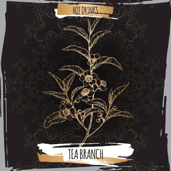 Te plantera aka te Camellia sinensis grenar med blad och blommor på svart bakgrund. — Stock vektor