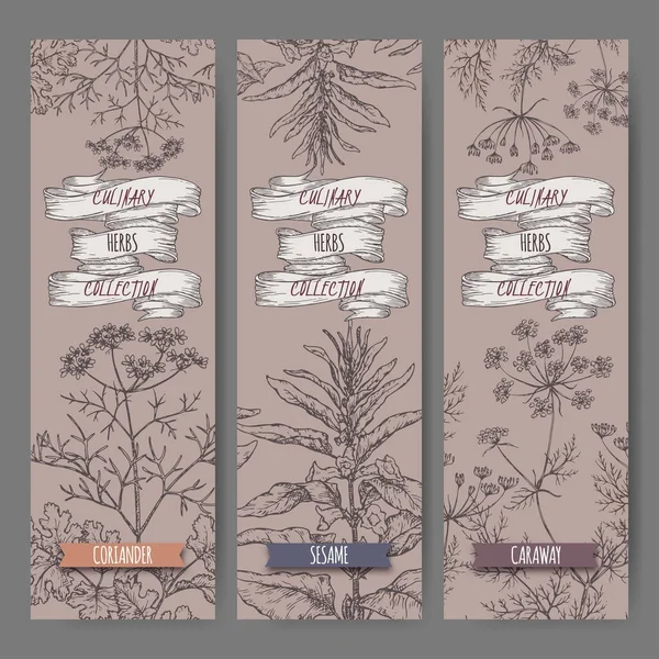 Conjunto de tres banners vectoriales con cilantro, sésamo, boceto de alcaravea. Colección de hierbas culinarias . — Archivo Imágenes Vectoriales