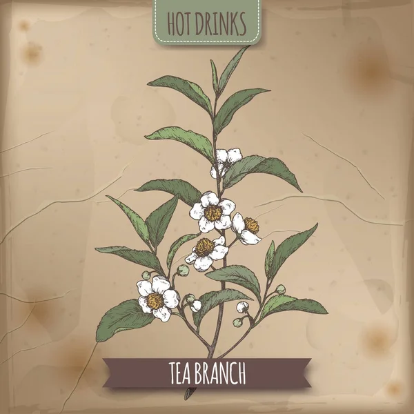 Renk eskiz çay bitki aka çay Camellia sinensis şube ile yaprakları ve çiçekleri.