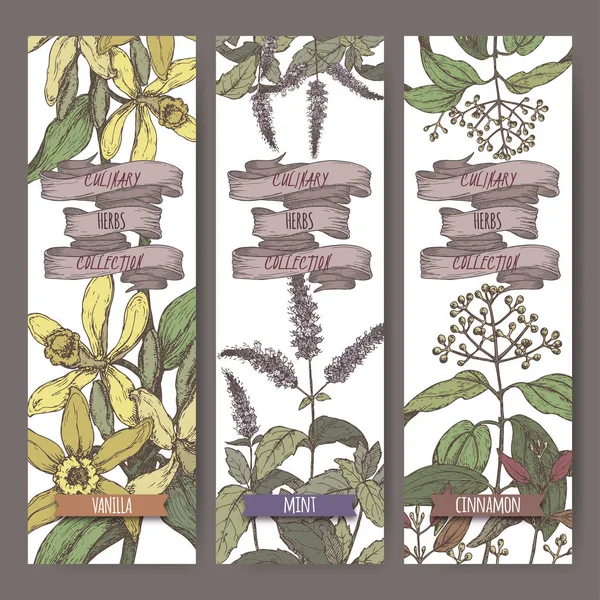 Uppsättning av tre färg vektor banners med mint, vanilj, kanel skiss. Kryddväxter samling. — Stock vektor