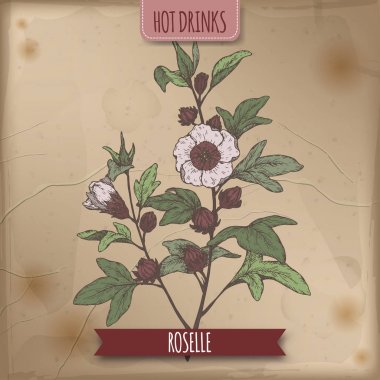 Aka Hibiscus sabdariffa ile yaprak ve çiçekler Roselle taslağını renk. Carcade çay yapmak için kullanılan.