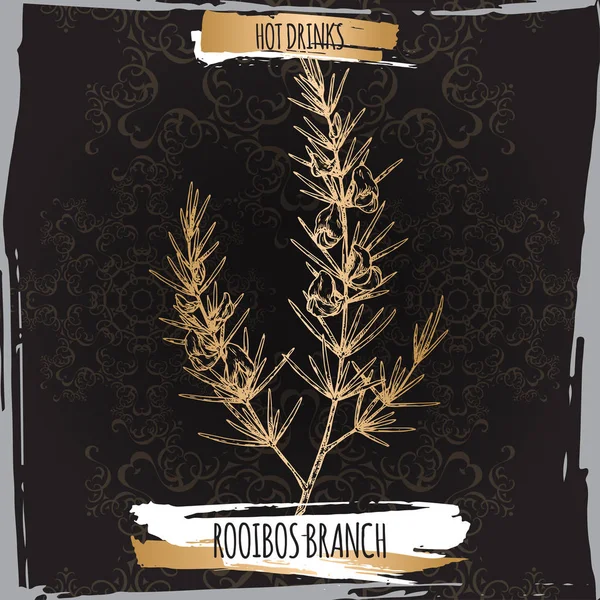 Rooibos aka Aspalathus linearis ramas con hojas y flores en negro . — Vector de stock