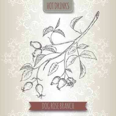 Rosa canina aka dog rose sketch. Hot drinks collection. clipart