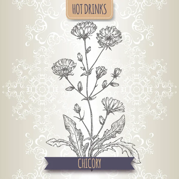 Cichorium intybus aka bosquejo de achicoria común. Utilizado como sustituto del café . — Vector de stock