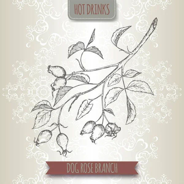 Rosa canina aka perro rosa bosquejo. Colección de bebidas calientes . — Vector de stock