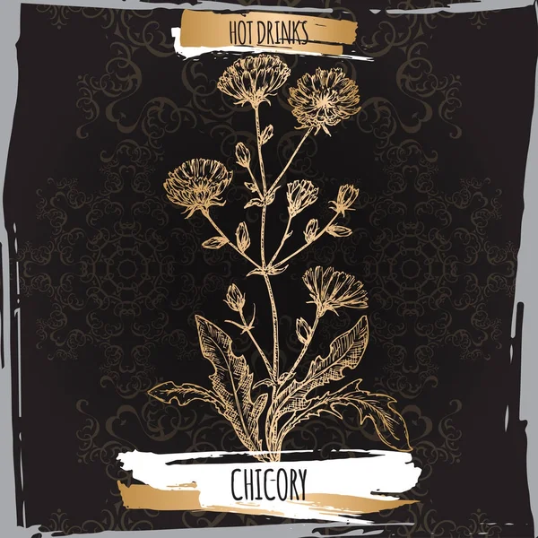 Cichorium intybus aka gemensamma cikoria skiss på svart bakgrund. Användas som kaffesurrogat. — Stock vektor
