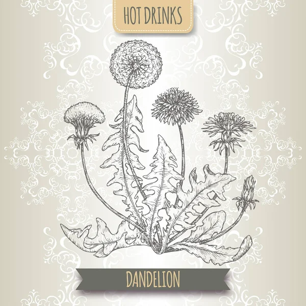 Diente de león alias Taraxacum officinale bosquejo. Colección de bebidas calientes . — Archivo Imágenes Vectoriales