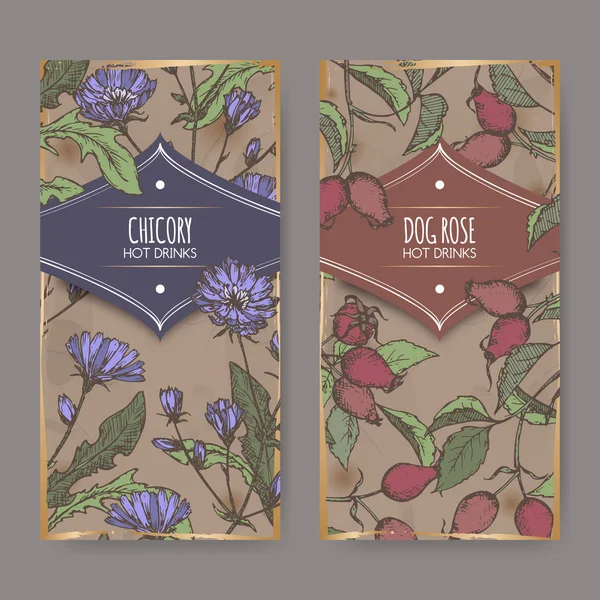 Duas etiquetas coloridas com Cichorium intybus aka chicória comum e Rosa canina aka cachorro subiu esboços . —  Vetores de Stock