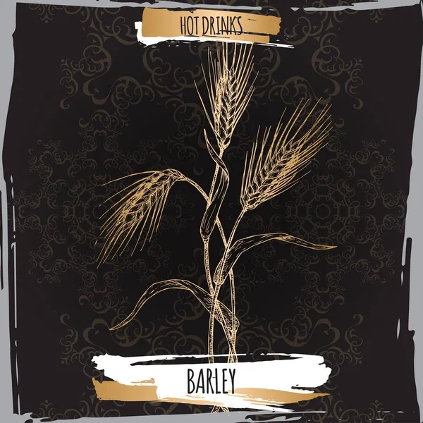 Barley alias Hordeum vulgare boceto en negro. Colección de bebidas calientes . — Vector de stock