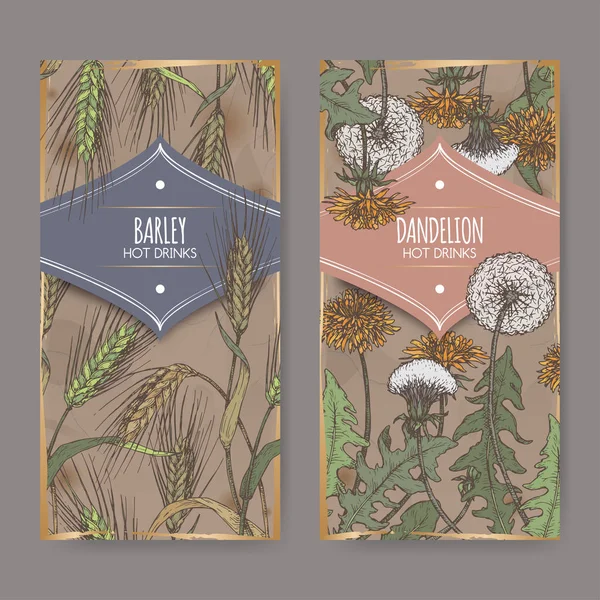 Conjunto de dos etiquetas de color con cebada aka Hordeum vulgare y diente de león aka Taraxacum officinale bosquejo . — Vector de stock