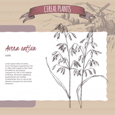 Ortak yulaf aka Avena sativa kroki. Mısır gevreği bitkiler koleksiyonu.
