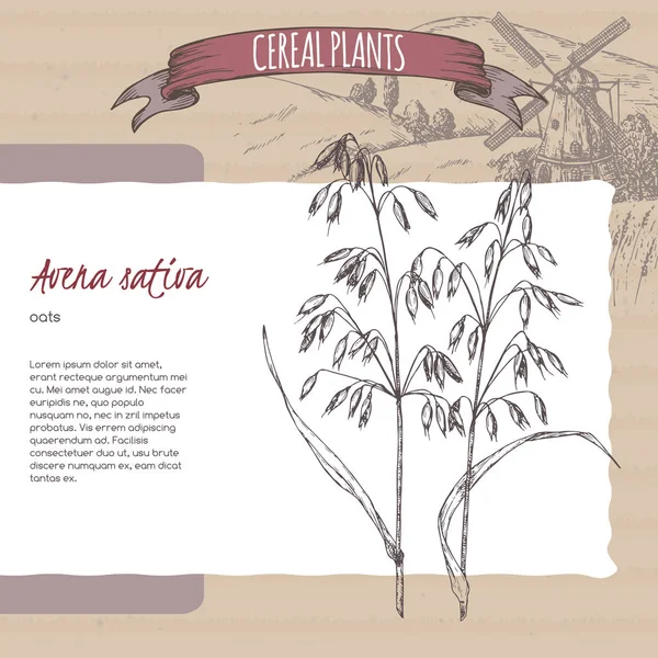 Ortak yulaf aka Avena sativa kroki. Mısır gevreği bitkiler koleksiyonu.