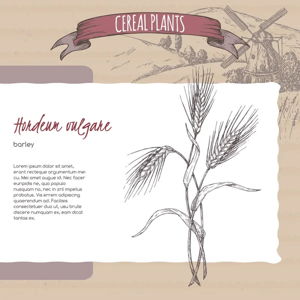 Barley aka Hordeum vulgare sketch. Coleta de plantas de cereais . — Vetor de Stock