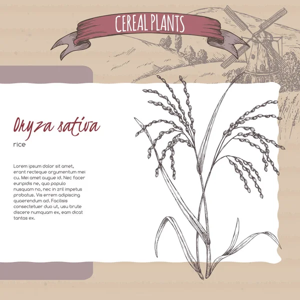 Riso asiatico alias Oryza sativa sketch. Raccolta di piante di cereali . — Vettoriale Stock