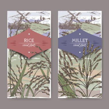 Set of two labels with Asian rice aka Oryza sativa and Proso millet aka Panicum miliaceum color sketch. clipart