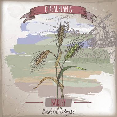 Barley aka Hordeum vulgare color sketch. Cereal plants collection. clipart