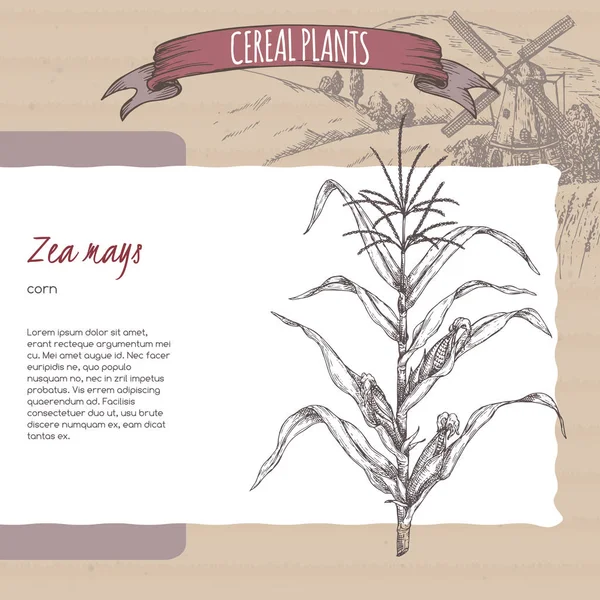 Кукуруза, она же кукуруза, или Зеа Мэйс. Коллекция зерновых растений . — стоковый вектор