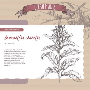 Amaranthus cruentus aka solmayan çiçek kroki. Mısır gevreği bitkiler koleksiyonu.