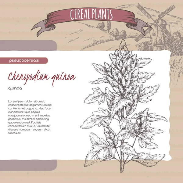 Chenopodium quinoa aka quinoa sketch. Coleta de plantas de cereais . — Vetor de Stock