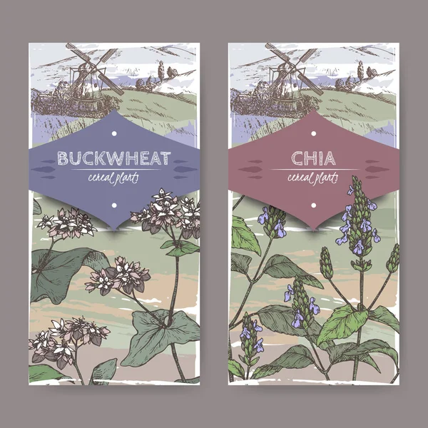Due etichette con Fagopyrum esculentum aka grano saraceno e Salvia hispanica aka chia color sketch. Raccolta di piante di cereali . — Vettoriale Stock