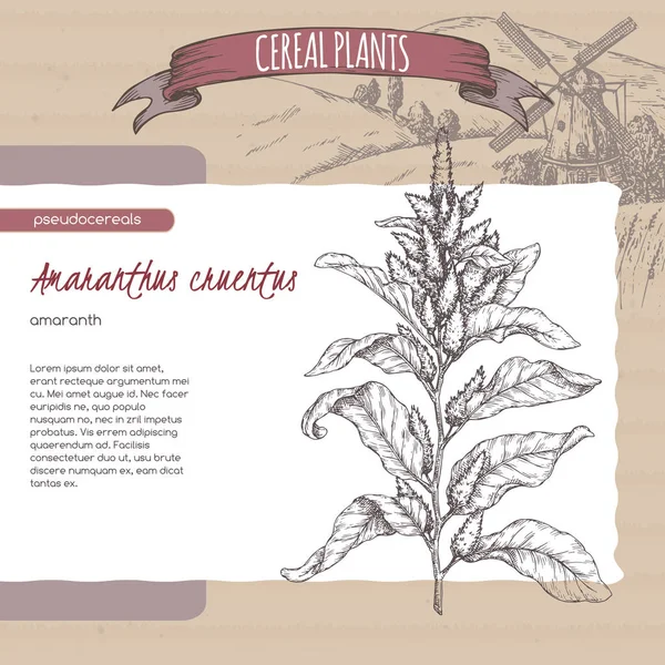 Amaranthus cruentus aka amaranth sketch. Coleta de plantas de cereais . —  Vetores de Stock