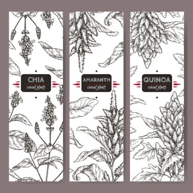 Amaranth, quinoa ve chia kroki ile üç etiket kümesi. Mısır gevreği bitkiler koleksiyonu.