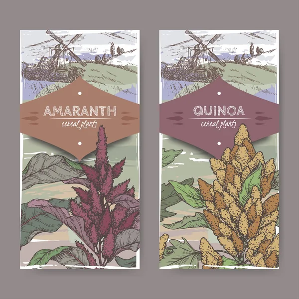 Conjunto de dos etiquetas con Amaranthus cruentus aka amaranto y croquis de quinua Chenopodium. Recogida de plantas de cereales . — Vector de stock