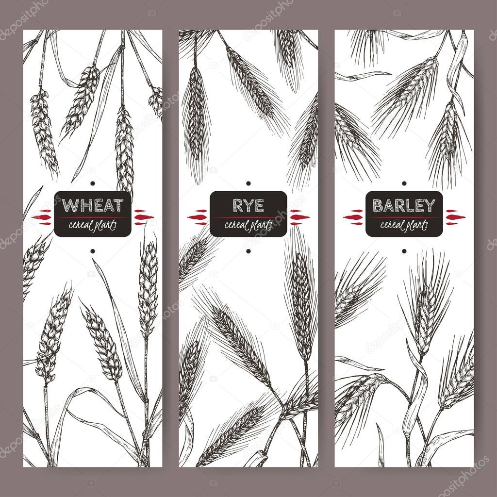 Set of three labels with bread wheat, rye and barley sketch. Cereal plants collection.