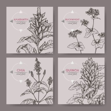 Amaranth, quinoa, chia ve buğday kroki ile dört afiş kümesi. Mısır gevreği bitkiler koleksiyonu.