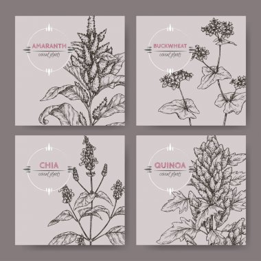 Set of four banners with amaranth, quinoa, chia and buckwheat sketch. Cereal plants collection. clipart