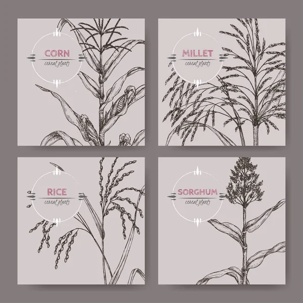 Conjunto de cuatro pancartas con arroz asiático, mijo Proso, maíz y boceto de sorgo . — Vector de stock