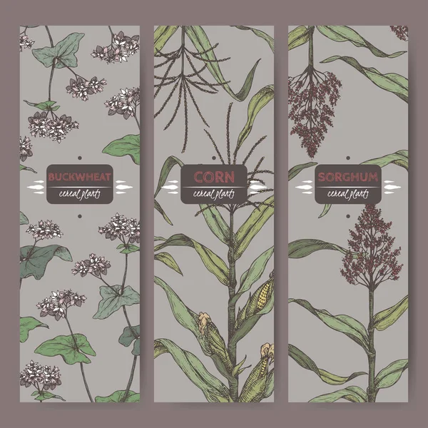 Ste de trois étiquettes vintage avec croquis couleur sorgho, maïs et sarrasin. Collection de plantes céréalières . — Image vectorielle