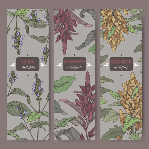 Zestaw trzech etykiet ze szkicu kolor Amarant, quinoa i chia. Kolekcja roślin zbożowych. — Wektor stockowy